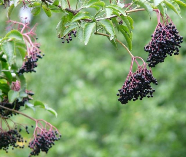 Elderberry fruit: ripe for wine, berry pie, or nibbles for birds and bears