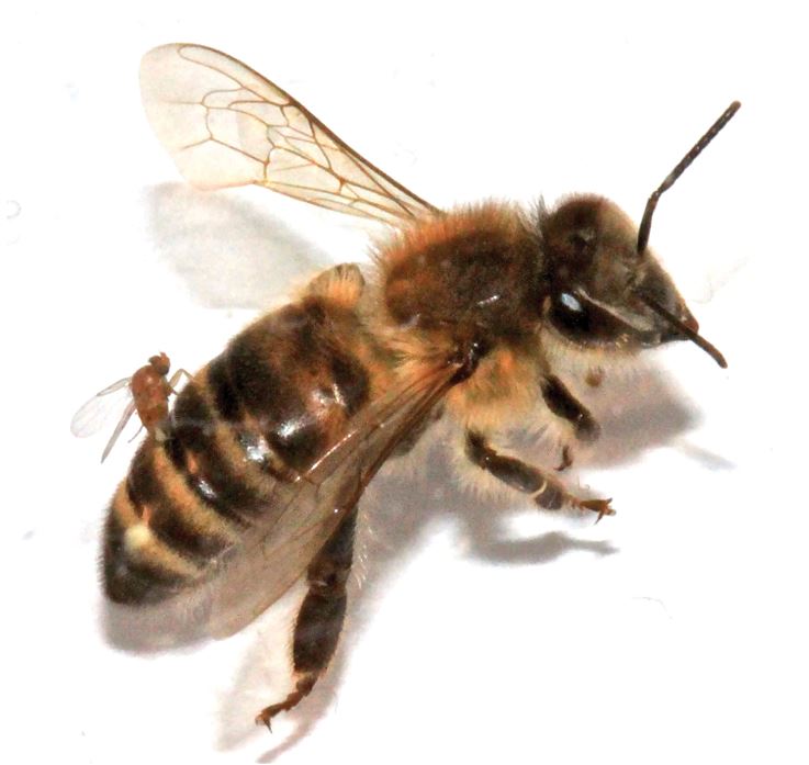 Zombees in Canada | Bad Beekeeping Blog
