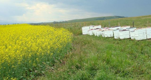 Author's bee yard alongside canola field. Honey produced here will granulate quickly.