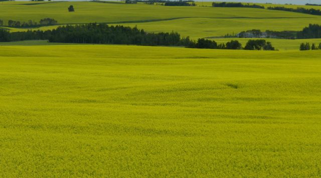 Nearby canola fields feed the bees.