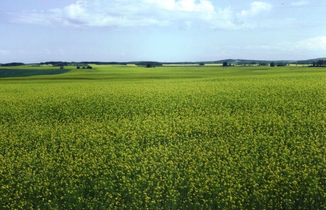 It's not hard to find a canola field in July in western Canada.