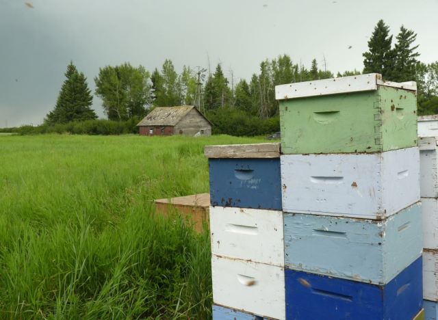 Neil keeps typical scenic Canadian apiaries.
