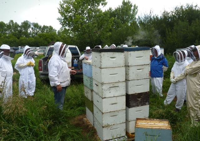 Neil Bertram apiary - Saturday at the Hive visitors