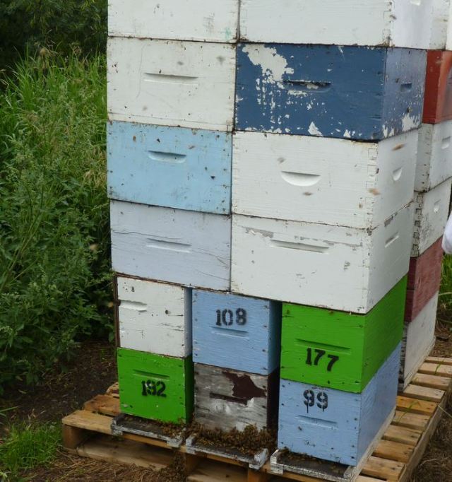 Some of Neil's crop comes from his 3-way splits, housed in the nucs at the bottom. The bees share the honey supers, stacked above.