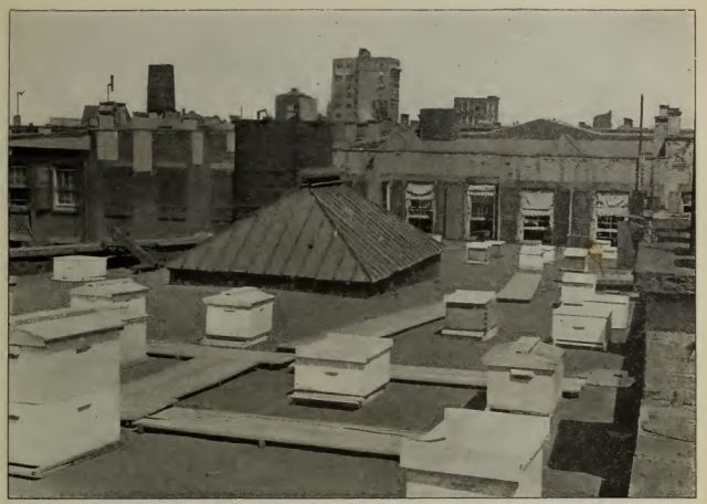 NYC rooftop apiary, 1905