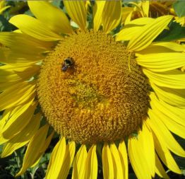 sunflower with bumblebee