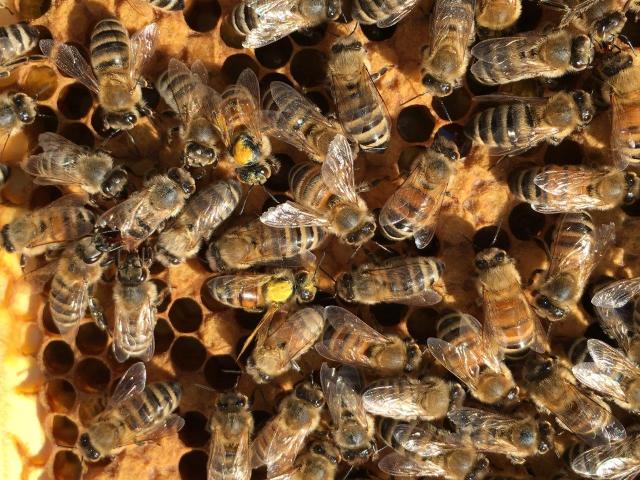 Yellow-dusted honey bees. A new species? Freaks of nature? Supernatural phenomena? What do you think?  (Photo credit: Stephen Bennett)