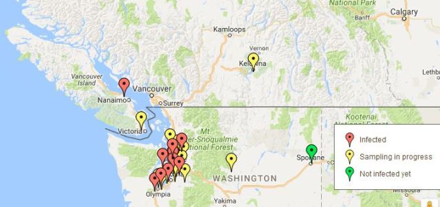 Zombee map: Red markers indicate confirmed sightings, including Vancouver island. None in Calgary. Not yet, anyway. (Credit: ZomBee Watch)