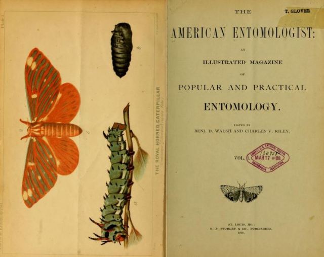 1868-the-am-entomologist
