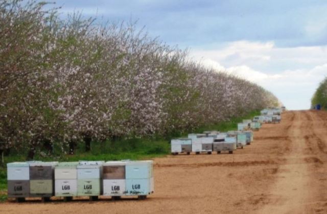 Credit: Australian Broadcasting Company