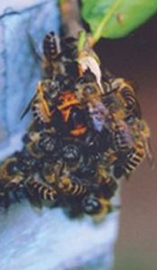 bees-attack-wasp