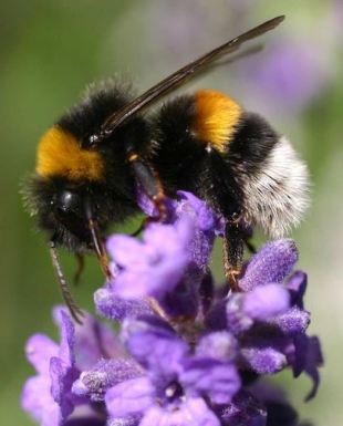 Bombus terrestris, under the radar.