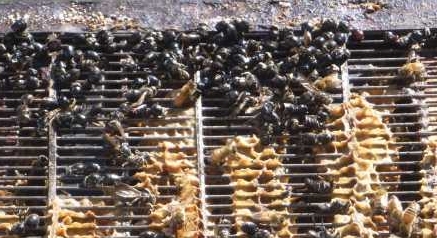 dieter-wasps-on-excluder-bee-pulling