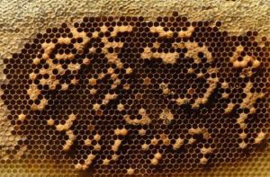 laying worker drone brood