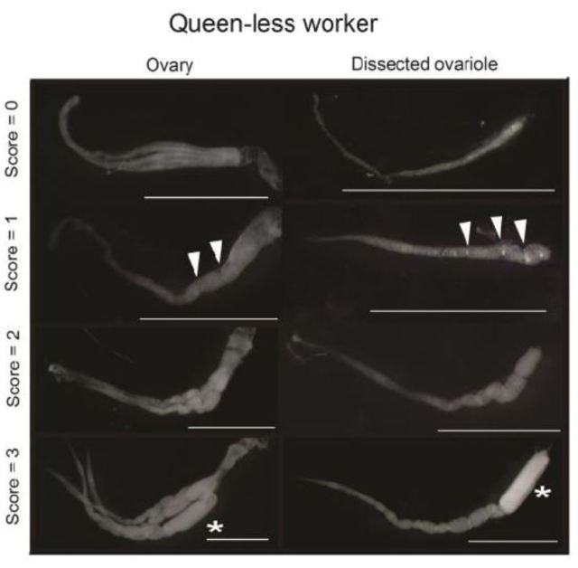 queenless worker development