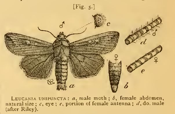 Cv Riley Remembering: Charles Valentine Riley | Bad Beekeeping Blog