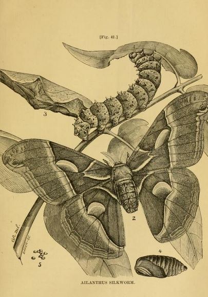 Remembering: Charles Valentine Riley | Bad Beekeeping Blog