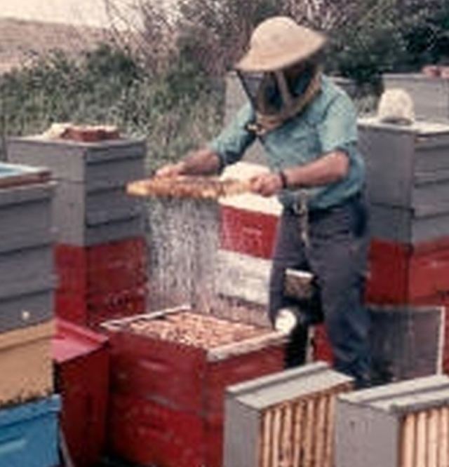 Nectar, shaking out of a frame during the honey flow