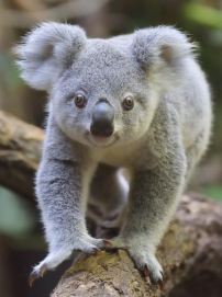 Lessons from dead koalas