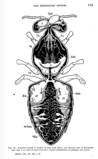 Snodgrass's bee's tracheal system