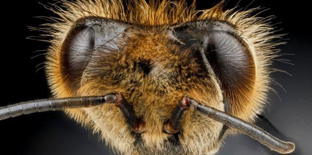bees-eyes-usgs-flickr