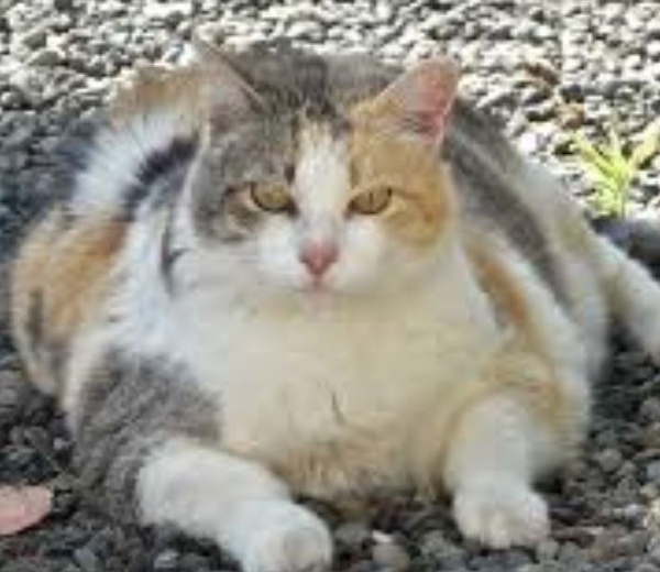 fat-cat