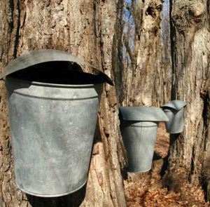 maple-syrup-tapping