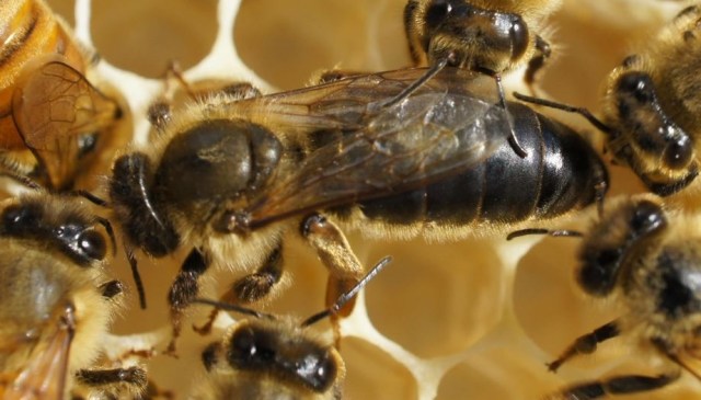 (Photo: Stephen Bennett)