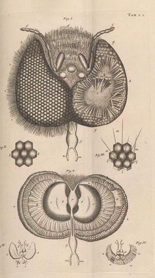 swammerdam-bee-eye