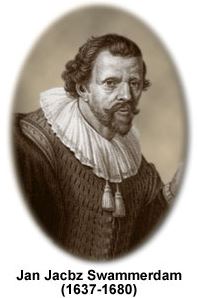 There are no pictures of Swammerdam, but this image Hartman Hartmanzoon (1591–1659) is usually placed in text books with his name under it.