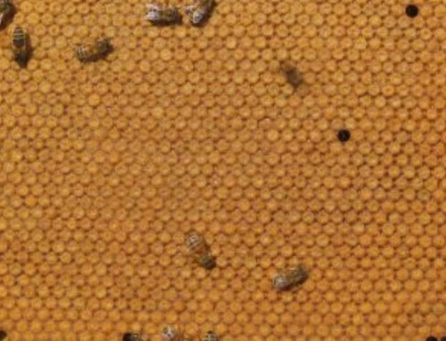 Good Queen; Bad Queen | Bad Beekeeping Blog