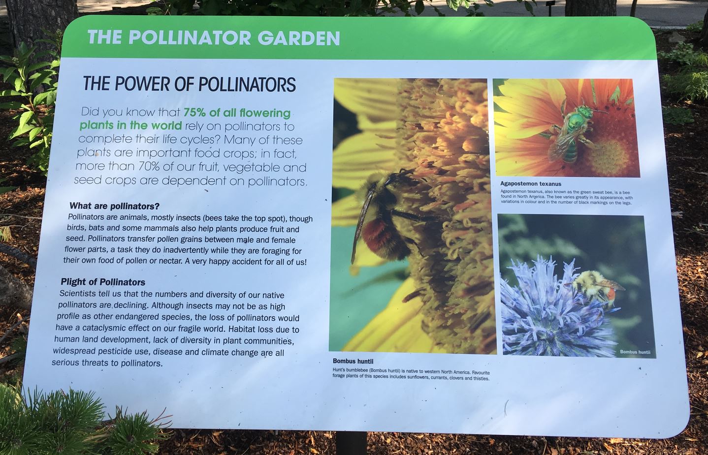Bears and Bees: Not the story you’re expecting | Bad Beekeeping Blog