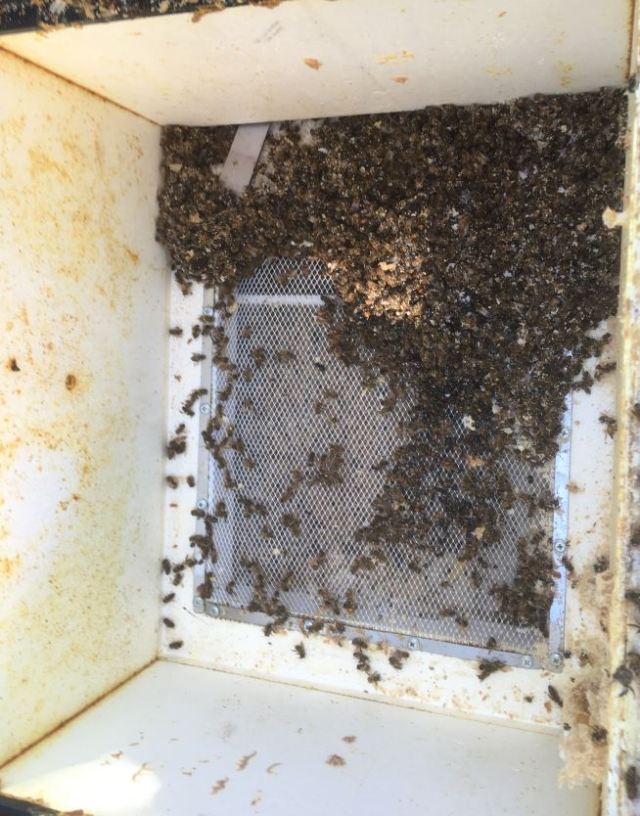Smashed Bee Our backyard bees get a make-over | Bad Beekeeping Blog